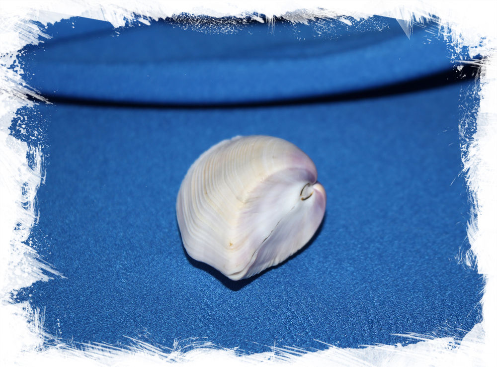 Донакс сетосум (Donax setosum)