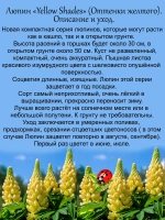 Люпин Оттенки жёлтого многолетний