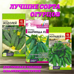 Семена огурцов: лучшие варианты для урожая в теплице и на открытом грунте.