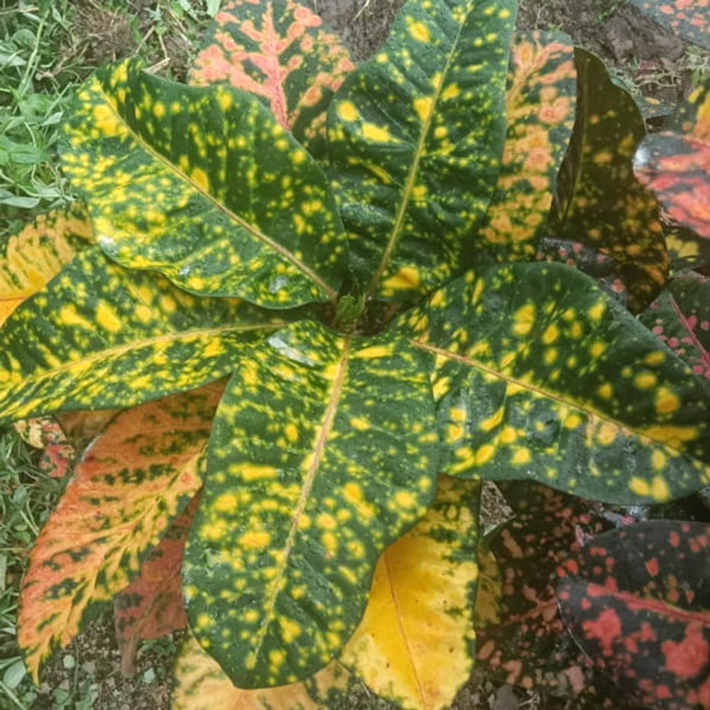 Кротон ROMANTIC LOVE