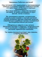 Пеларгония Миссис Поллок герань пёстролистная