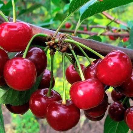 Дюк среднепоздний Ивановна