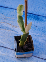 Schlumbergera cv. Madam Butterfly f. variegata (Шлюмбергера)