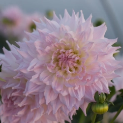 Георгин Ka's Cloud (корень) Закупка М55 апрель 2026