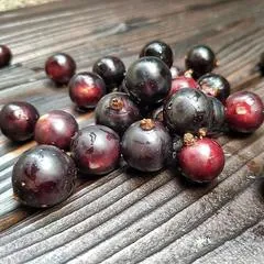 Смородина черная свежая / 5 кг Смородина черная свежая / 5 кг