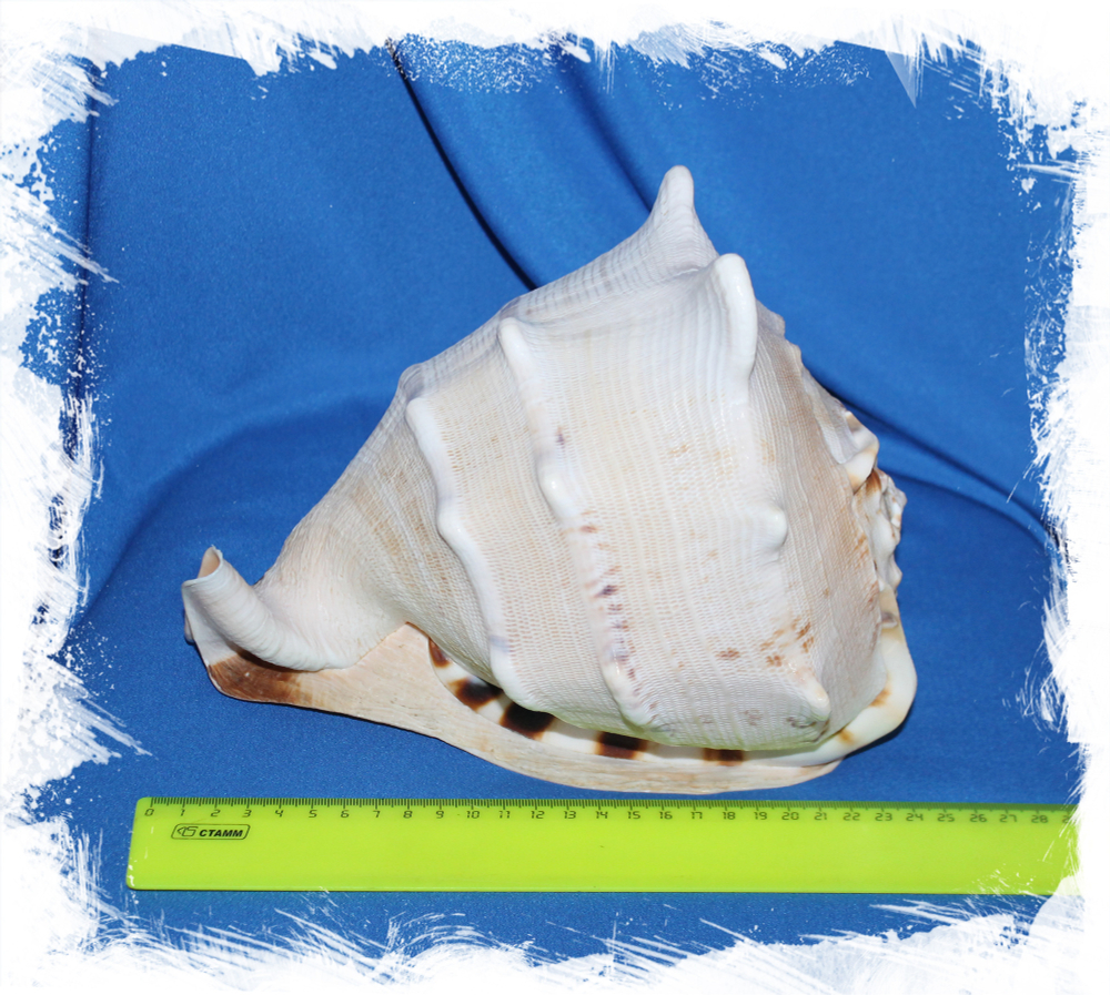 Кассис Корнута, 21-23см, 1шт