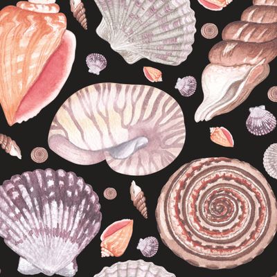 морские ракушки на черном фоне