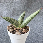 Сансевиерия MIST CLOUDS