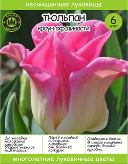 Тюльпан Луковица, Кроун оф Династи, 6+шт