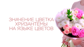 Значение цветка хризантемы на языке цветов