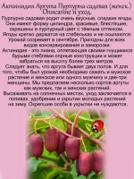 Актинидия аргута пурпурная садовая