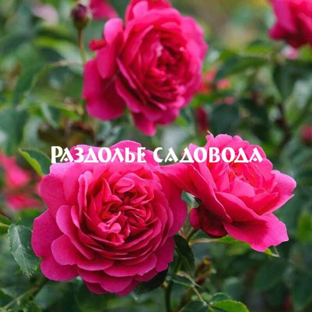 Роза английская (парковая) Сэр Джон Бенджамин