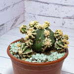 Astrophytum Myriostigma Hakujo Fukuryu (sct29585)
