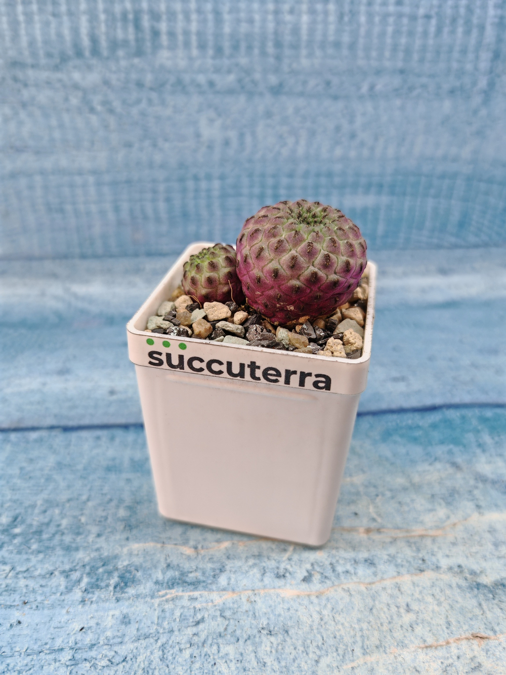 Sulcorebutia rauschii (Сулькоребуция)