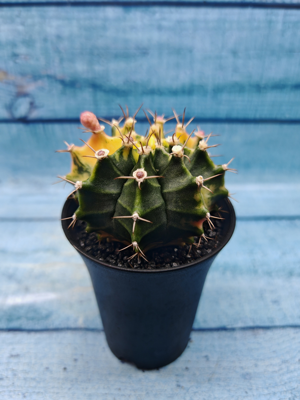 Gymnocalycium Variegata (Гимнокалициум Вариегатный)