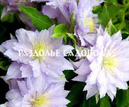 Клематис крупноцветковый Дансинг Кинг