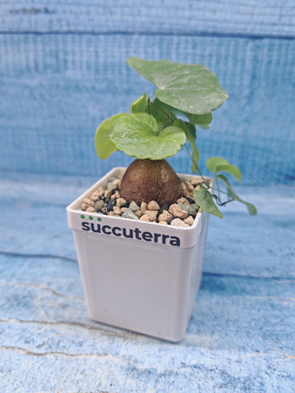 Dioscorea Elephantipes (Диоскорея)