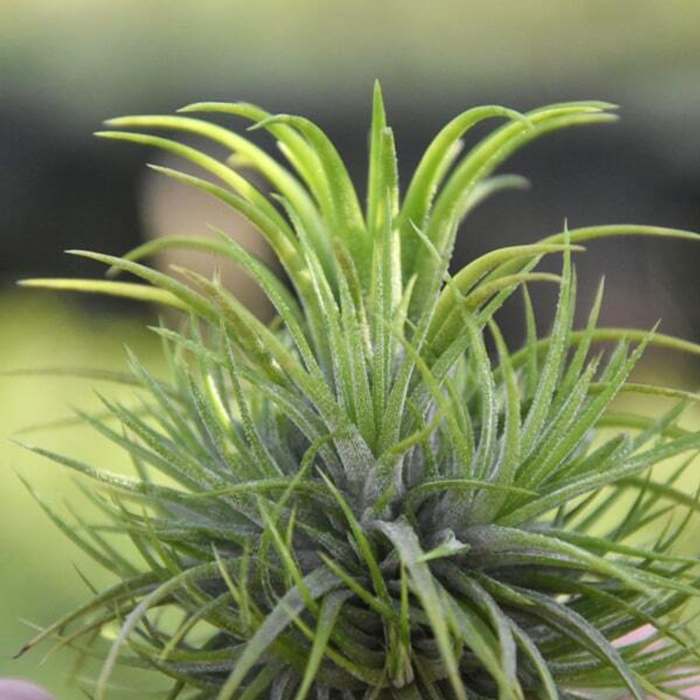 Тилландсия ionantha Green Snow CLUMP (T37)