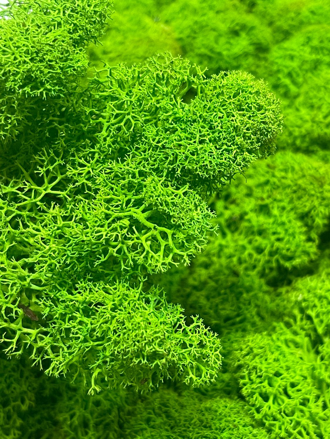 Мох стабилизированный , цвет: светло-зеленый 100г.