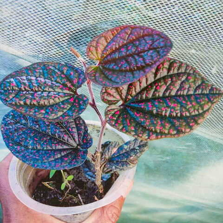 Перец 03 Папуа Розовые Звезды