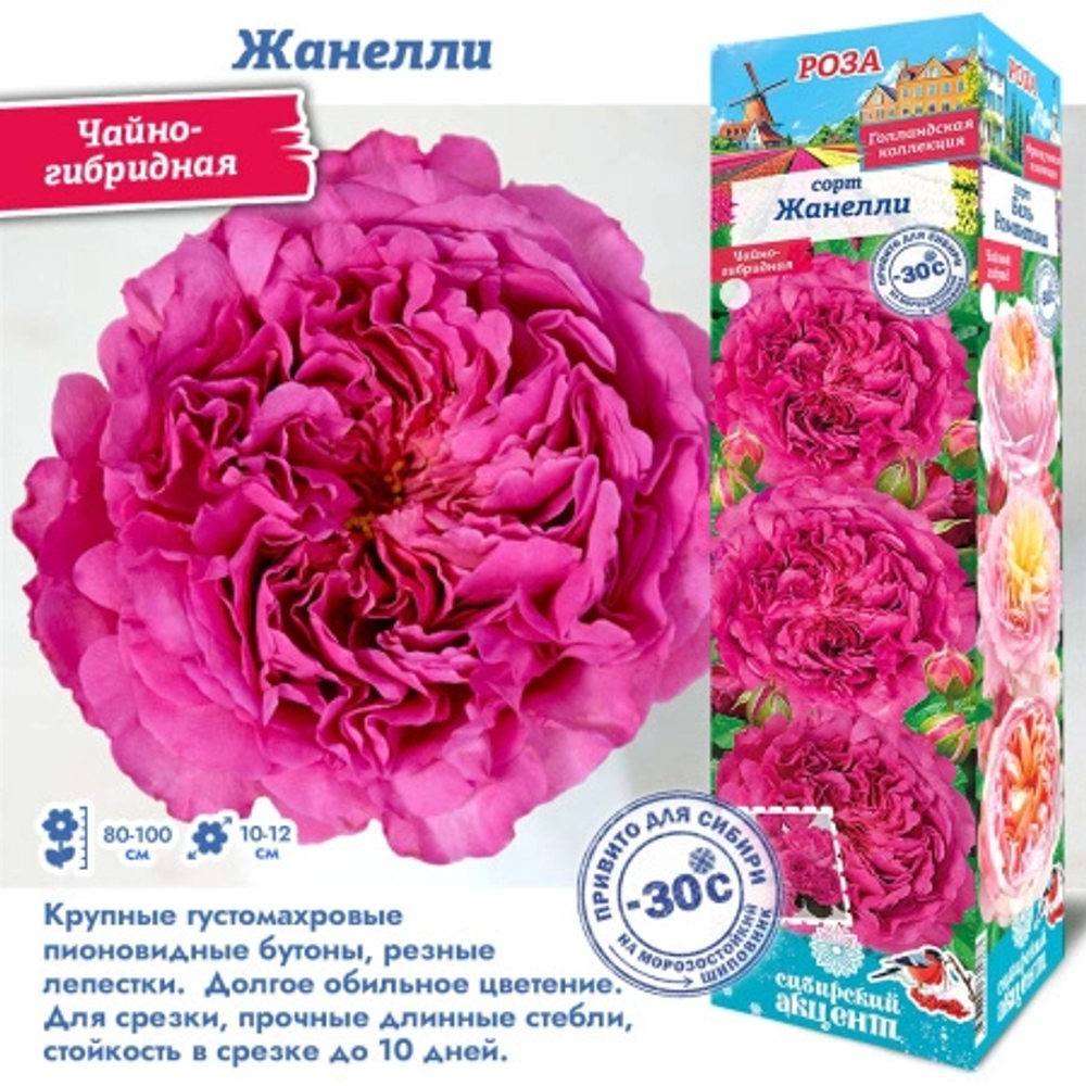 Роза Жанелли (Чайно-гибридная)