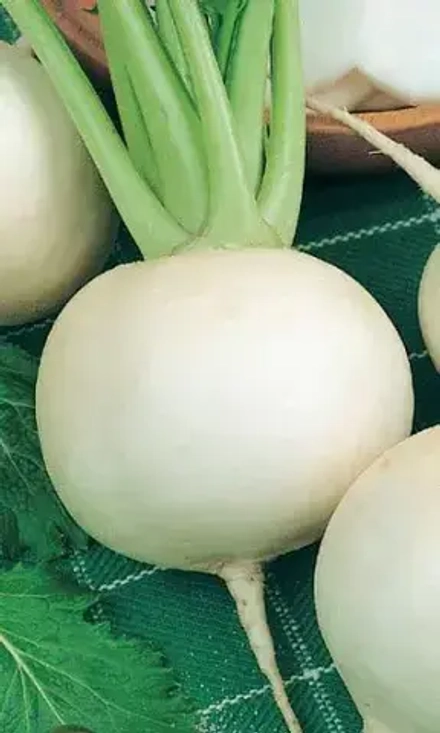 Дайкон Саша УрДачник