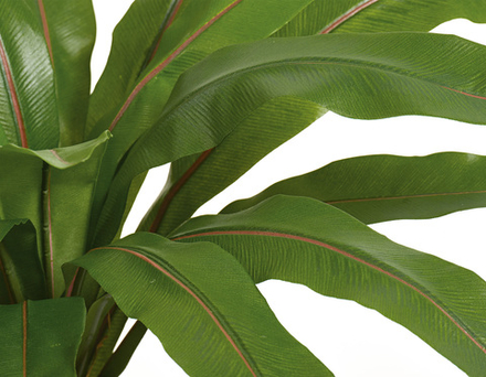 Асплениум узколистный 30 см