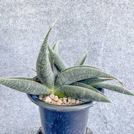 Сансевиерия ARUSHA BLUE s.L