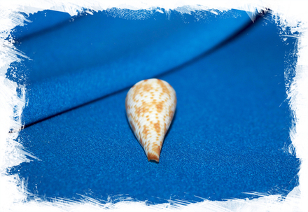 Конус коматоса (Conasprella comatosa)