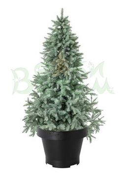 Голубая ель в горшке