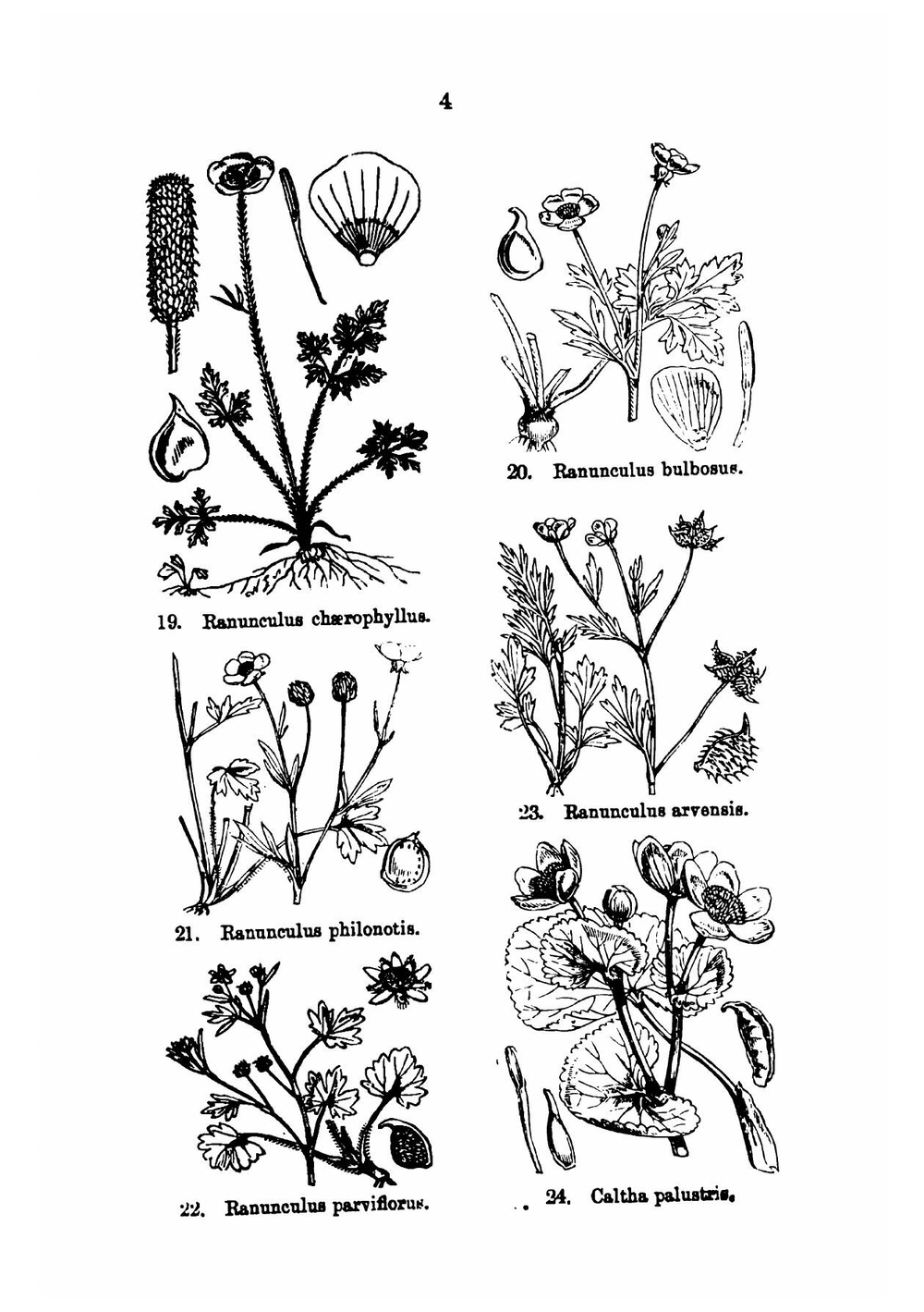Illustrations of the British flora, drawn by W.H. Fitch and W.G. Smith | Walter Hood Fitch