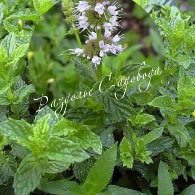 Мята перечная Ананасная (Ananasminze)