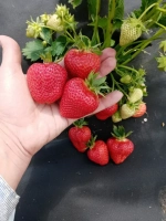 Клубника 🍓 "Априка"