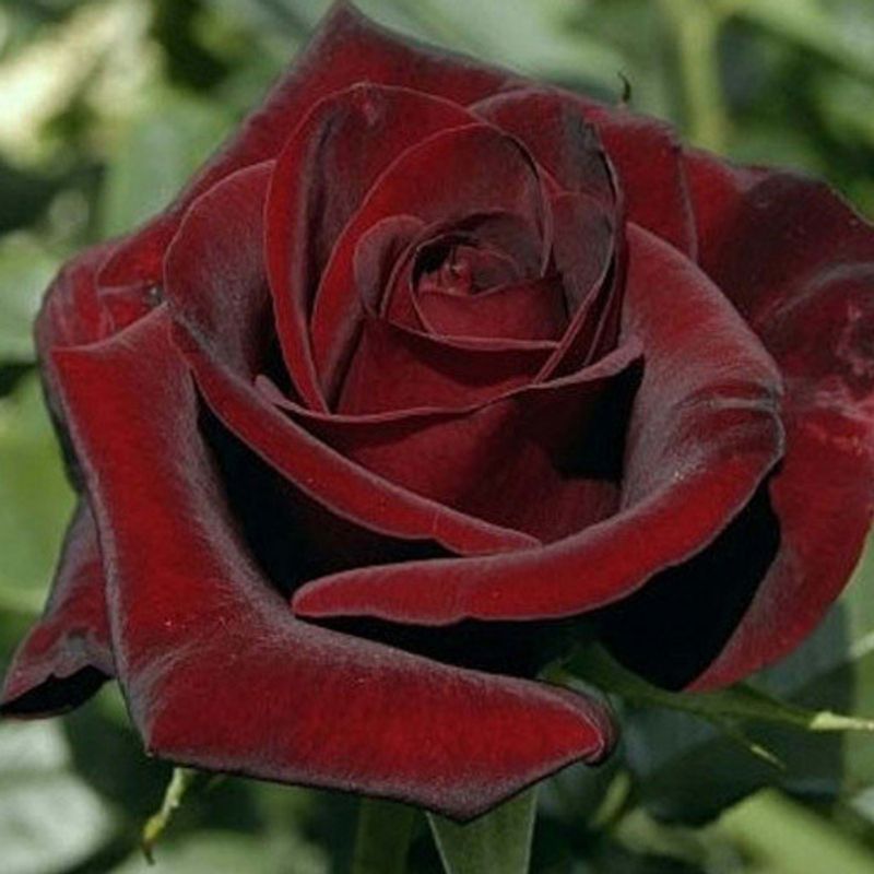 Роза чайно-гибридная Черная магия "Black Magic"