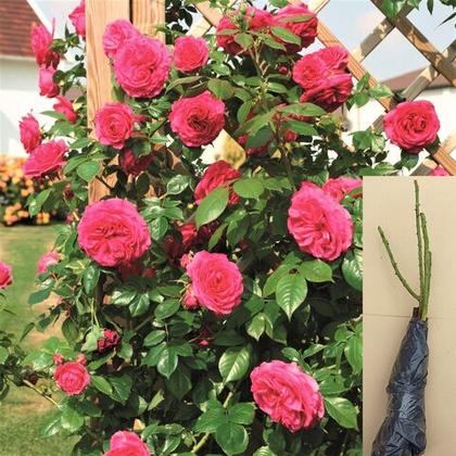 Роза Лагуна плетистая морозостойкая саженец с ОКС.