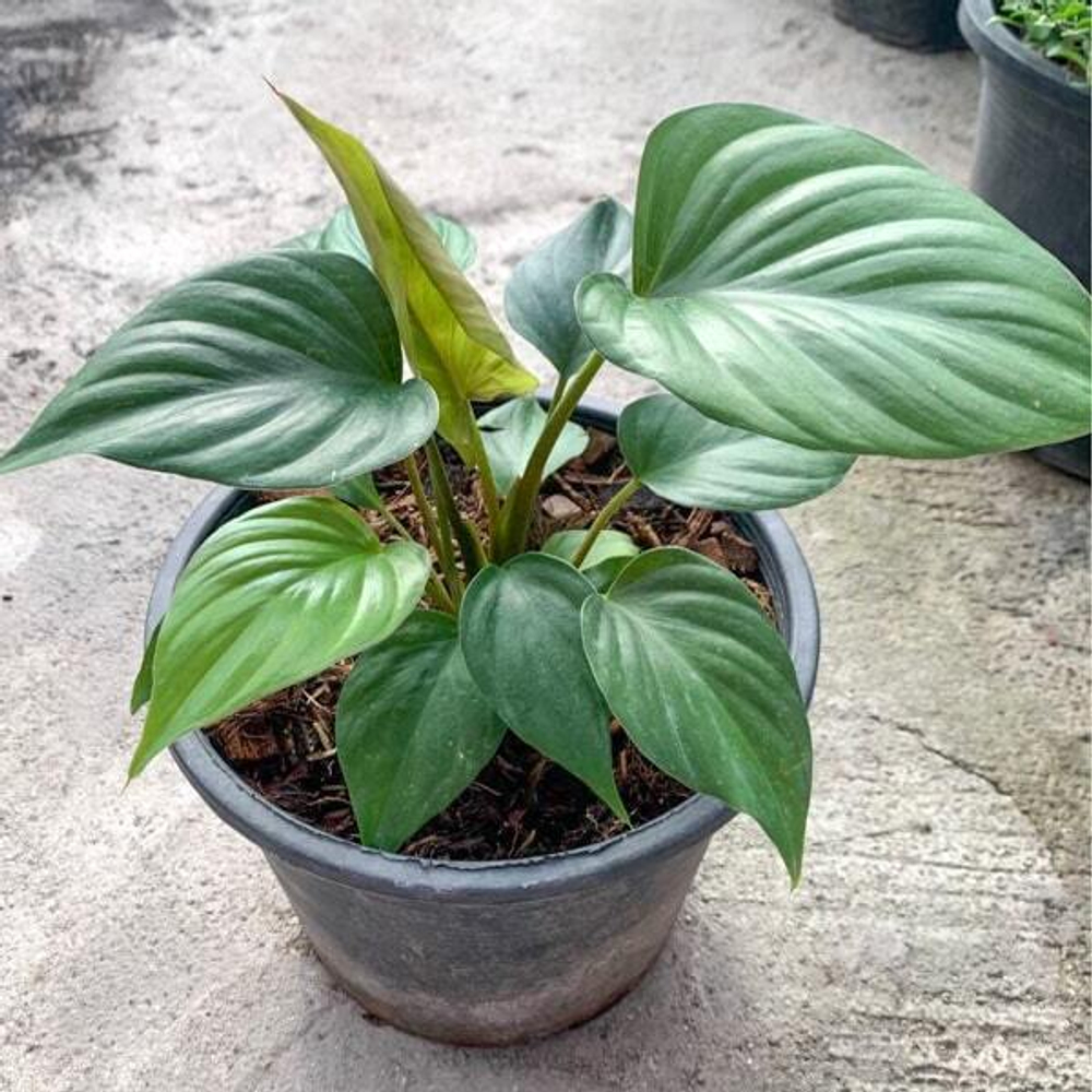 Хомаломена NAGA (В30)