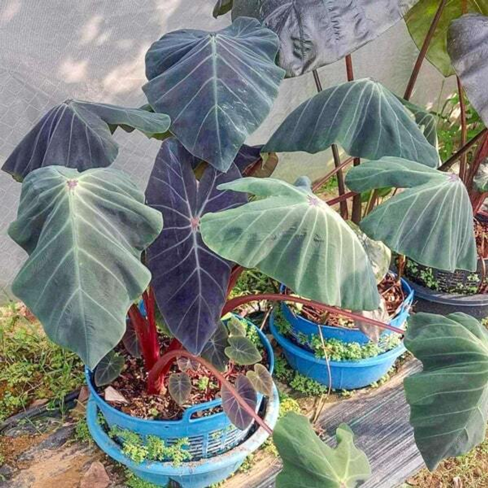 Колоказия KHONSHU