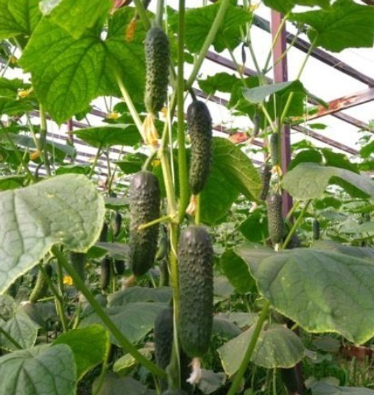 МУССОН F1 семена огурца Sakata цена – фото 3