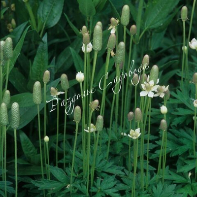 Анемона (ветреница) цилиндрическая