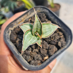 Сансевиерия PINGUI EMBOS WHITE VAR