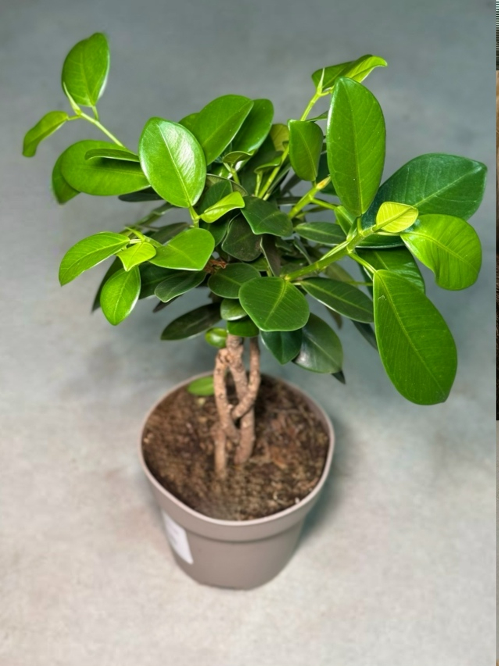 Фикус штамб Майя d12/h50