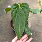 Антуриум MAGNIFICUM x MORONENSE x PAPILLILAMINUM