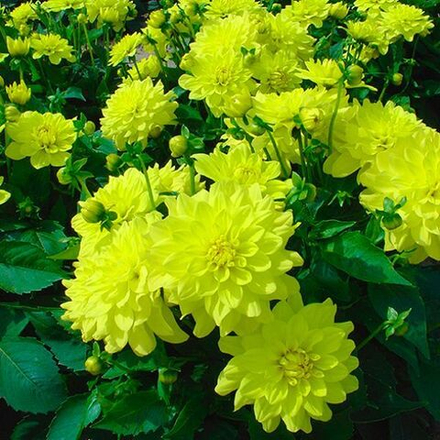 Георгин Гэллери Пинто (1 шт) Волжский Сад