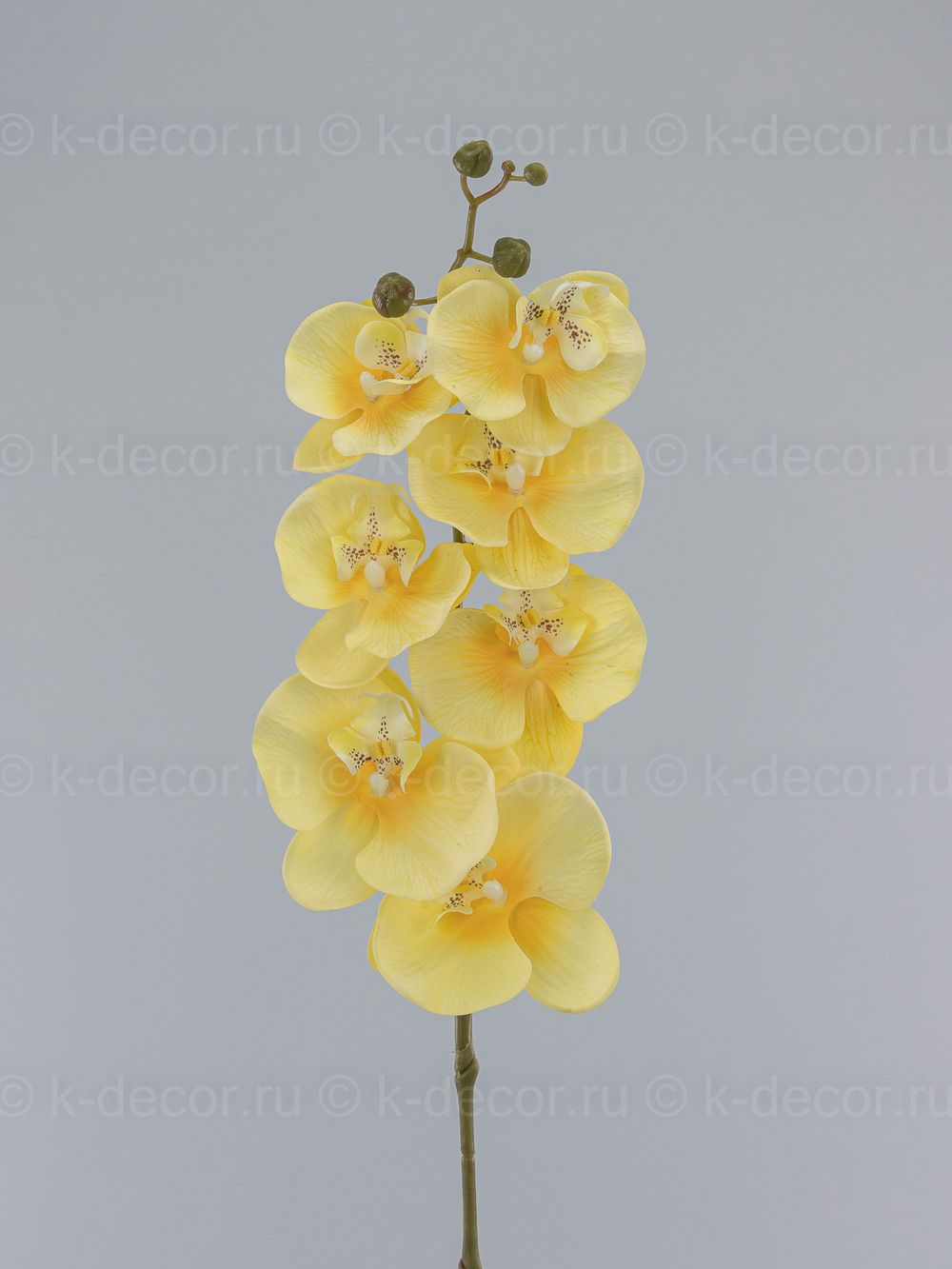 Ветка орхидеи Малибу