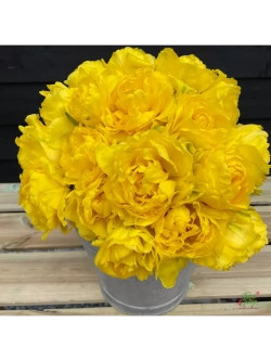 Тюльпаны пионовидные ,луковицы сорт LIMOUSINE желтые (4шт)