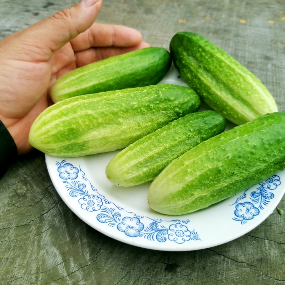 Огурцы Старые Немецкие