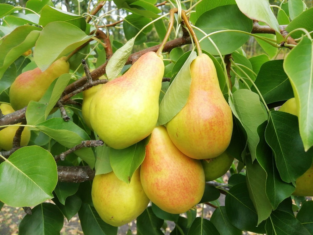 Саженцы груши Купава