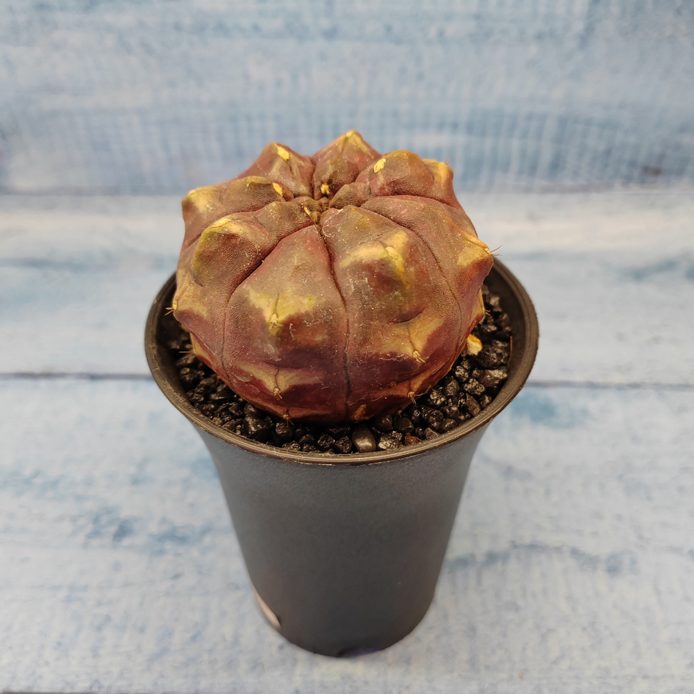 Gymnocalycium Daydream (Гимнокалициум)
