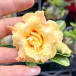 Адениум NANA THONG