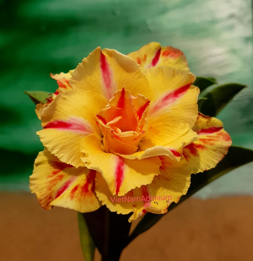 Адениум обесум 293 Ánh Kim